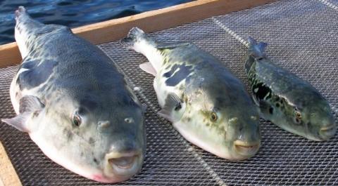 image_torafugu.jpg